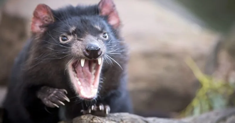 Port Arthur, Tassie Devils & Tasman NP
